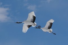 青空とタンチョウ