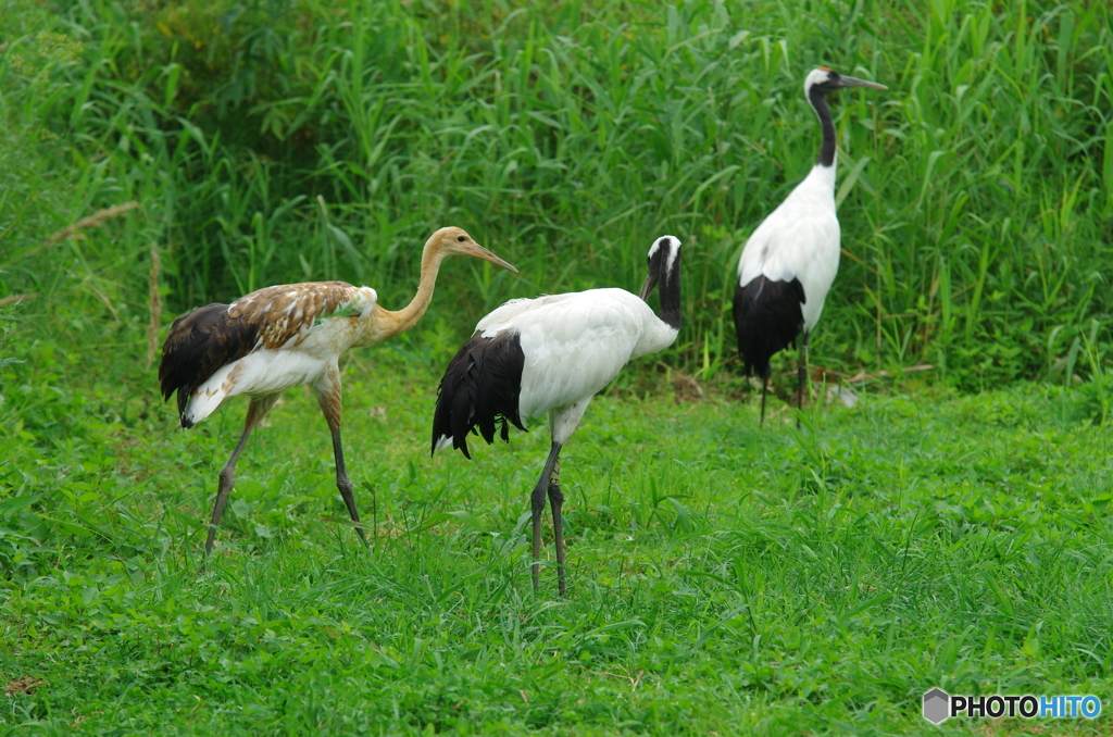 鶴公園