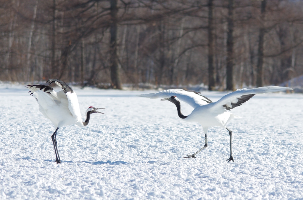 鶴居村の日中　－３