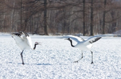 鶴居村の日中　－３