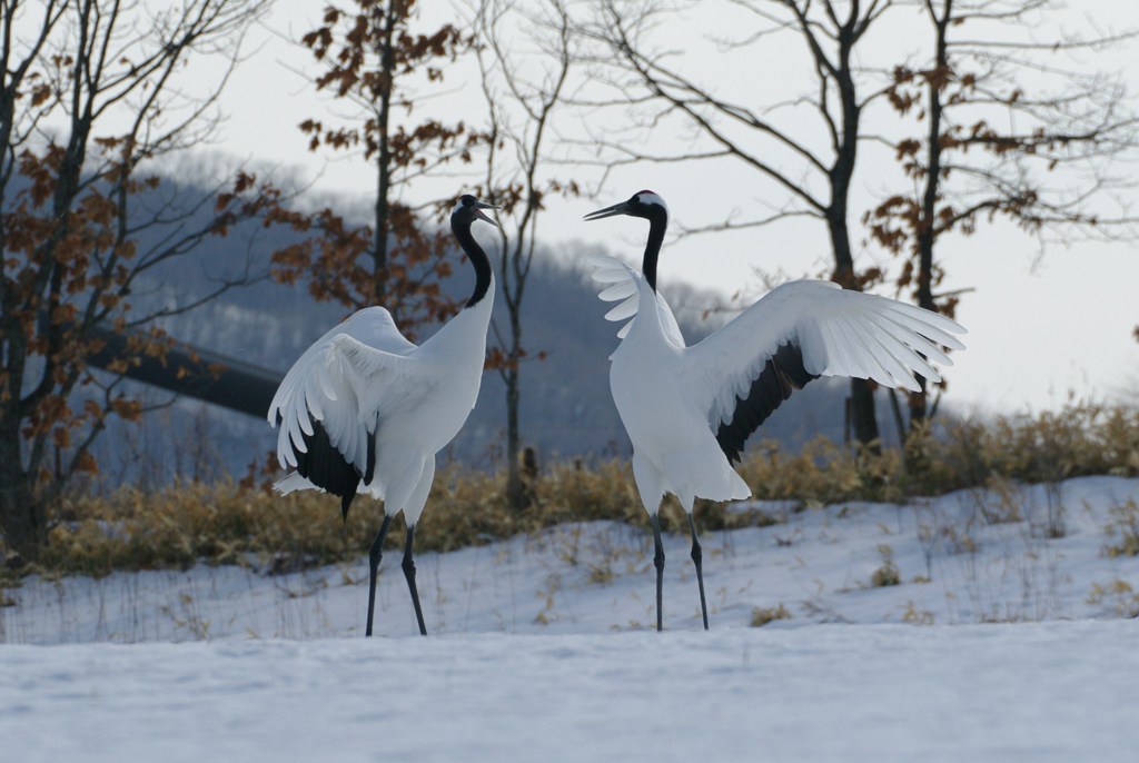 愛のタンゴー５