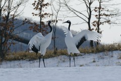 愛のタンゴー５