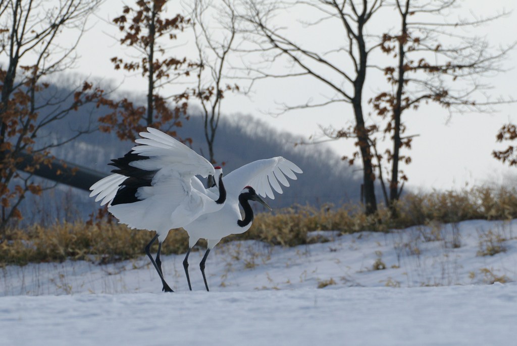 愛のタンゴー７
