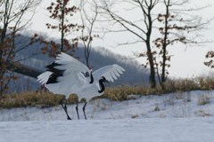 愛のタンゴー７