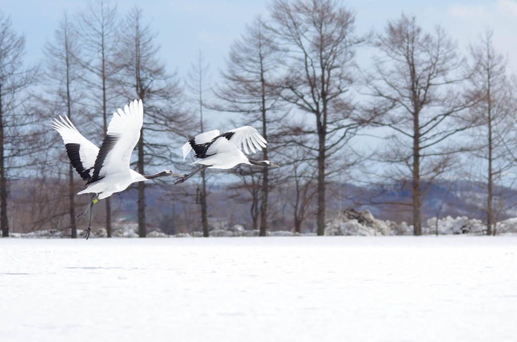 飛び立ち　－３