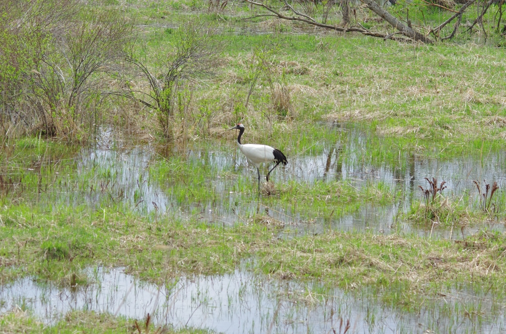 水辺のタンチョウ