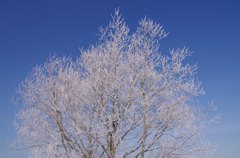 冬の空