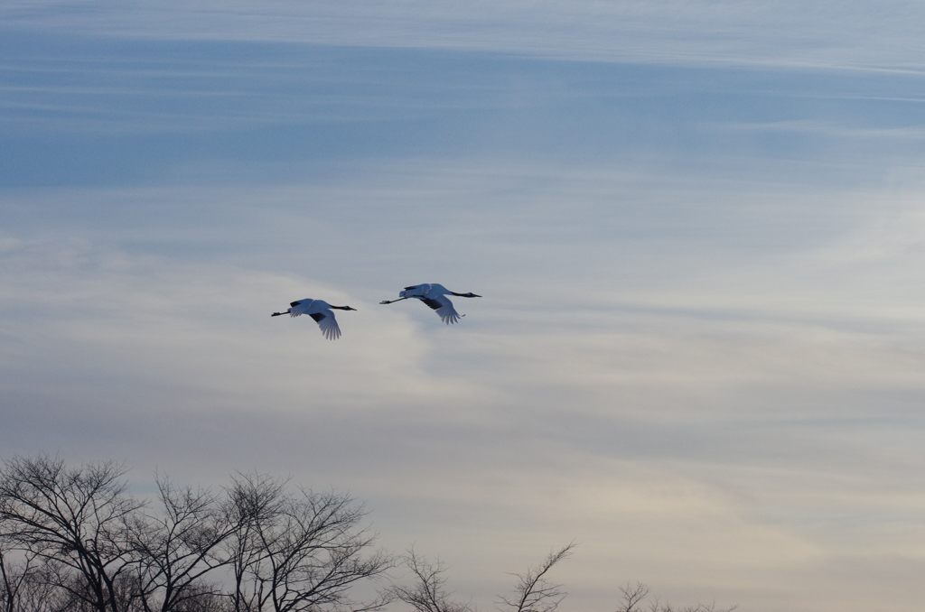 鶴居村の夕景ー１