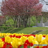 公園