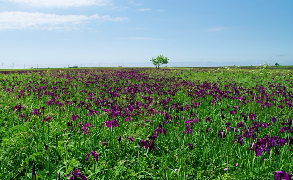 ノハナシヨウブ