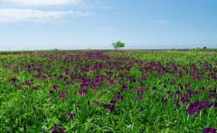 ノハナシヨウブ