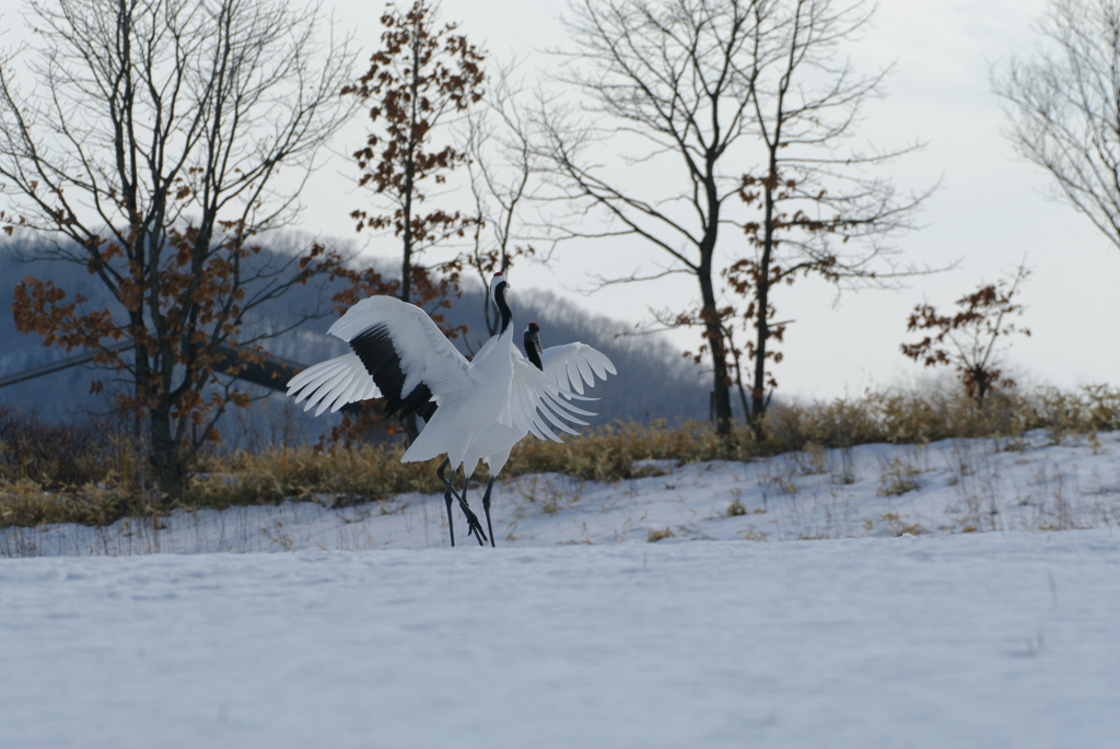 愛のタンゴー６