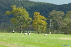 鶴居村の昼下がり