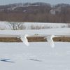 雪より白く