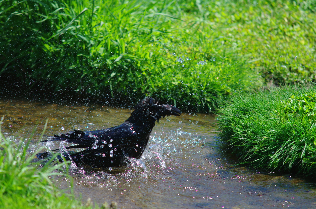 カラスの行水　－２