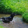 カラスの行水　－２