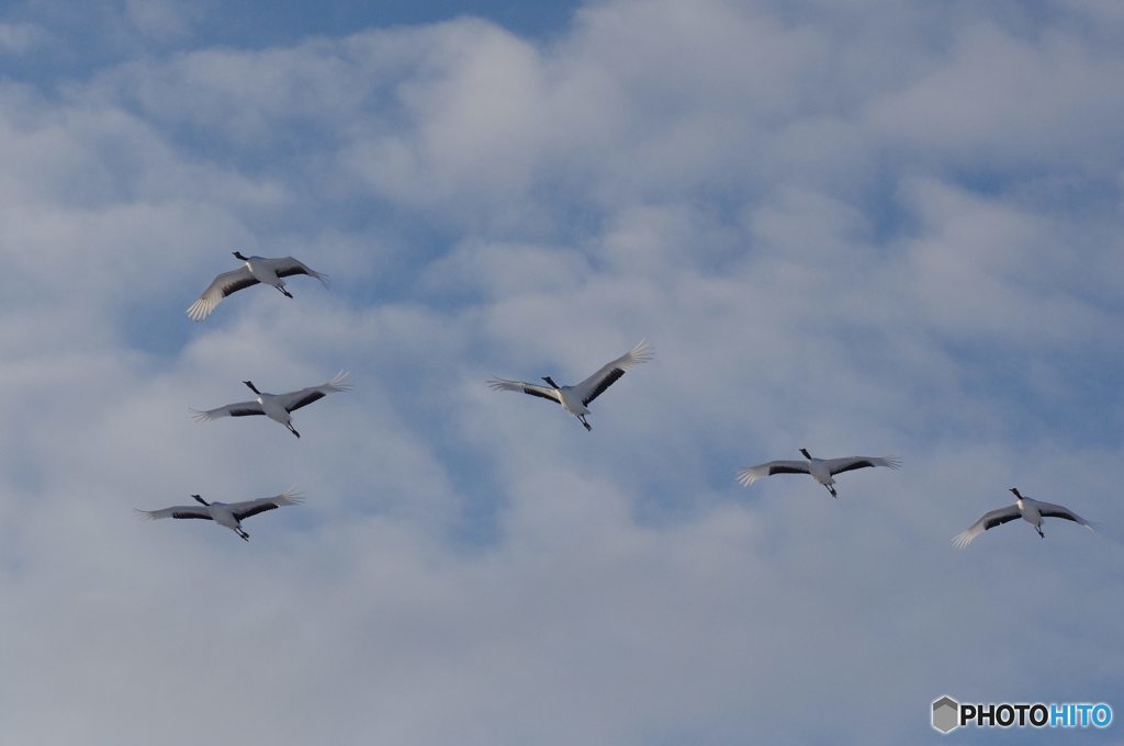 白い雲とタンチョウ