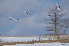 鶴居村の空ー７