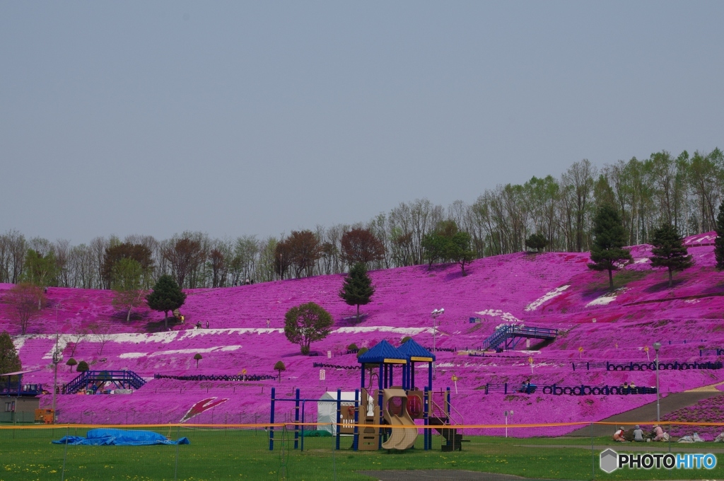 東藻琴芝桜公園