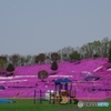 東藻琴芝桜公園