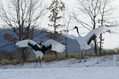 愛のタンゴー３