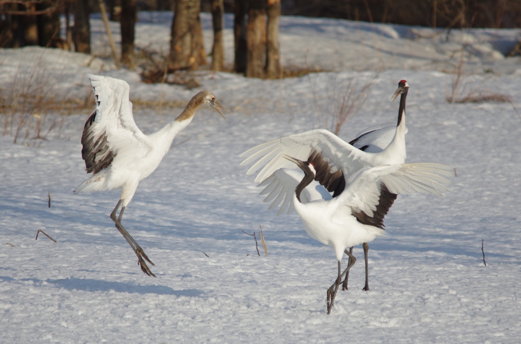 子別れの季節ー１