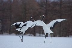 タンチョウの舞