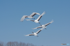 鶴居村の空ー８
