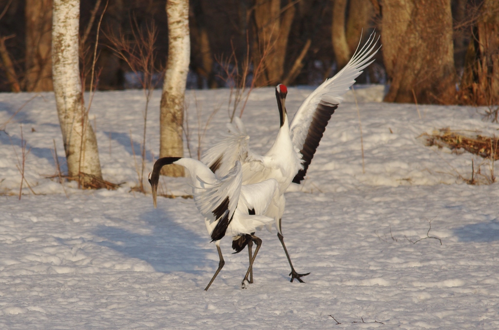 斜陽中のラブコール　－１