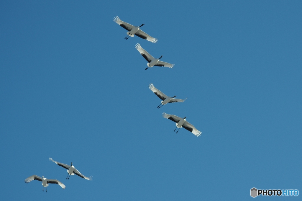青空とタンチョウ