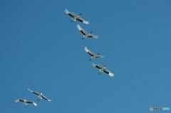 青空とタンチョウ