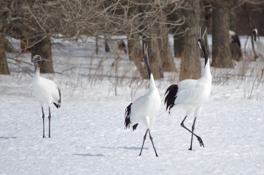 さびしげな幼鳥