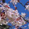 春が来た　－３