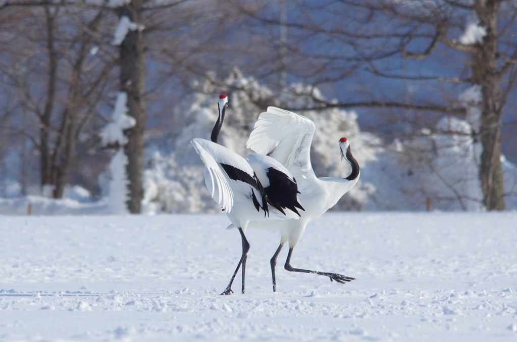 赤い帽子のダンサー