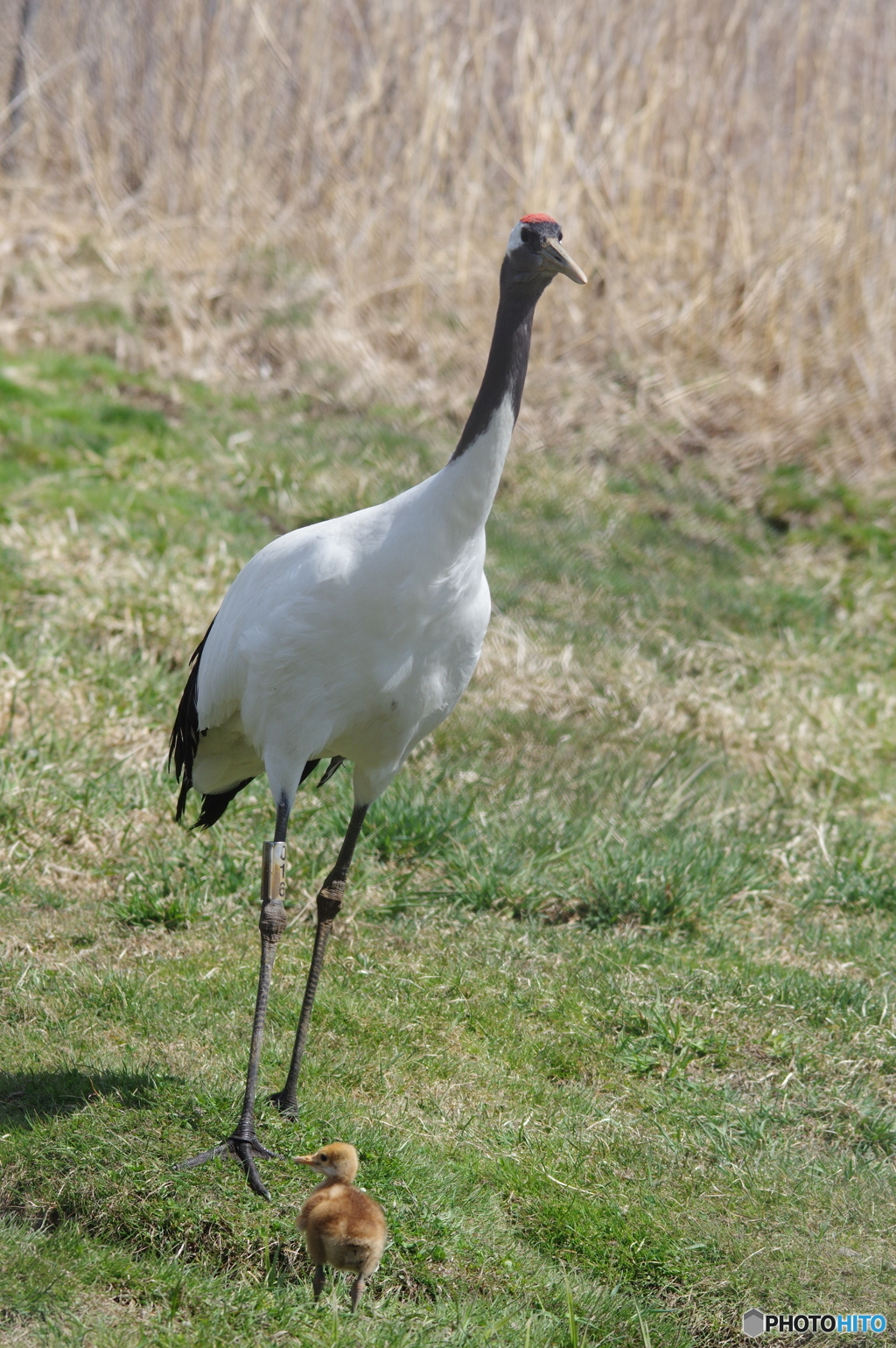 丹頂公園