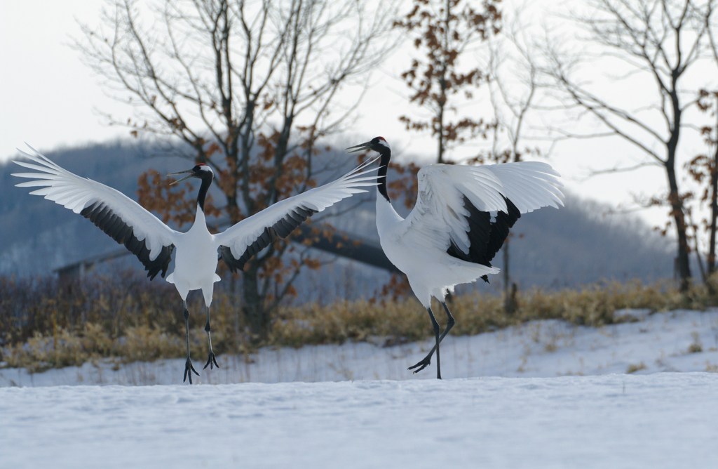 愛のタンゴー１１