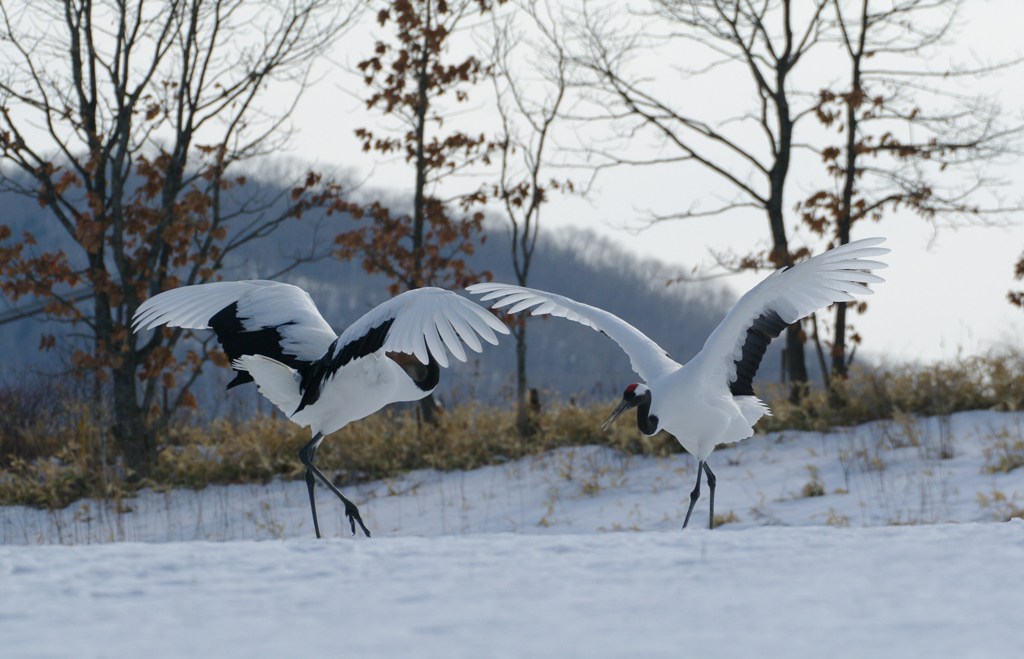 愛のタンゴー４
