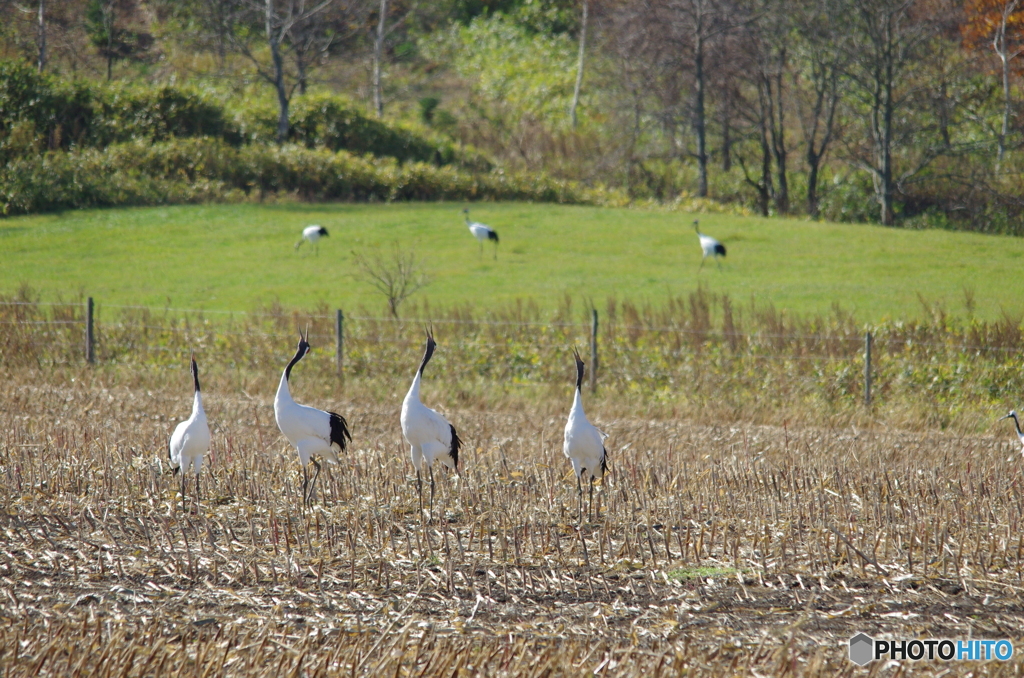 鶴居村の秋　－４
