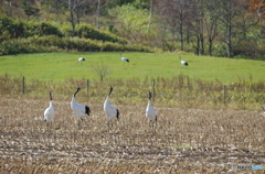 鶴居村の秋　－４