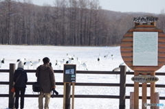 タンチョウの里