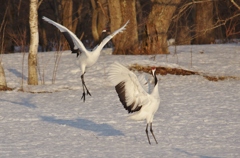 斜陽中のラブコール　－４