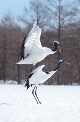 重ねタンチョウ