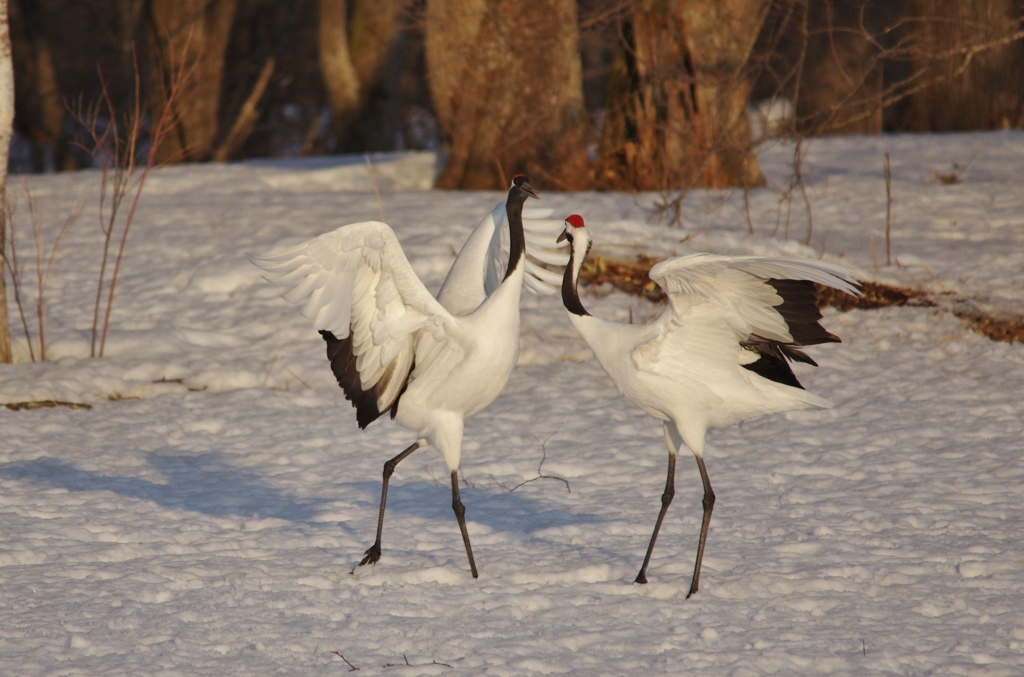 斜陽中のラブコール　－３