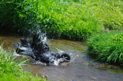 カラスの行水　－１