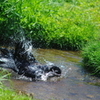 カラスの行水　－１