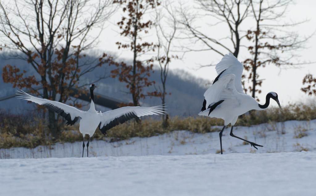 愛のタンゴー１