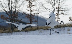 愛のタンゴー１