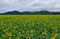 ひまわり畑