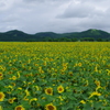 ひまわり畑
