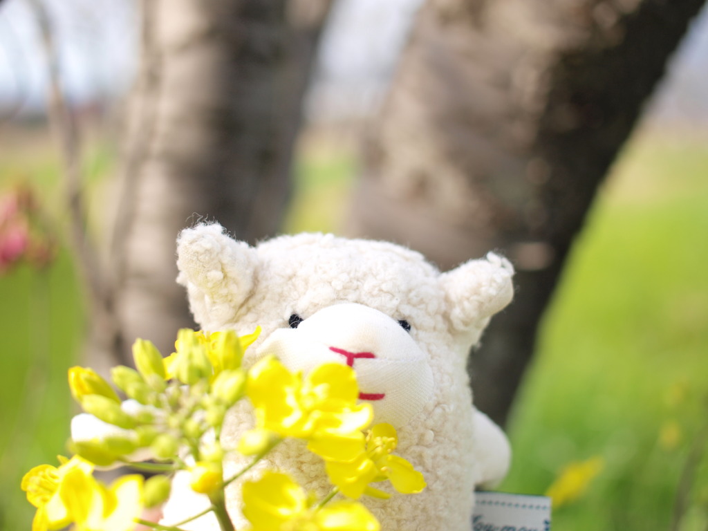 モモコと菜の花